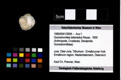 Foto (Objekt + Etikett) von Goniodromites bidentatus (Reuss, 1859)  (NHMW-GEO-1990-0041-2604)